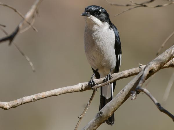 <h3><a href="/trips/safari/biota/animalia/chordata/aves/040 passeriformes/108 muscicapidae/saxicola gutturalis/saxicola gutturalis-nl.html">Saxicola&nbsp;gutturalis</a> / White‑bellied&nbsp;bush&nbsp;chat / Timorpaapje</h3>OM-1 Mark II met OLYMPUS M.150-400mm F4.5 TC, 1/2000 sec  bij F5.6, ISO 800, afstand 13.0&nbsp;m